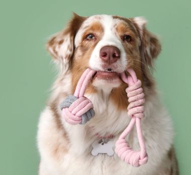 Imagem - 10 nomes para cachorros com muita energia 