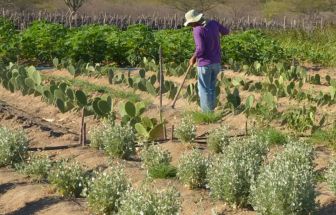 Rendimento de trabalhador rural sobe 5,5% no 1º trimestre