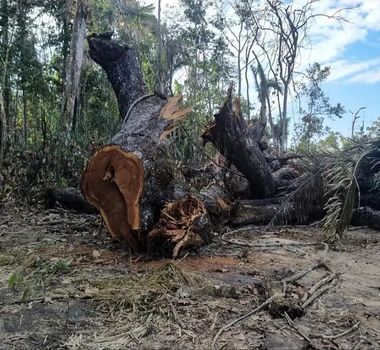 Imagem - Proprietário de área desmatada é preso por crime ambiental e corrupção ativa no Pará
