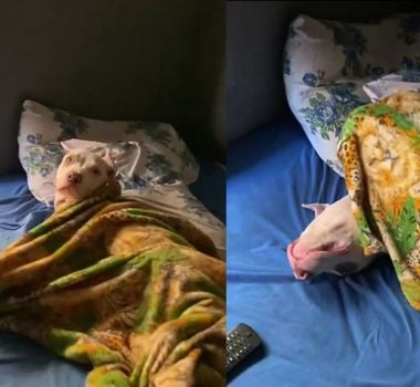 Imagem - Inusitado: doguinho é pego no flagra tirando soneca 'gente como a gente'; assista