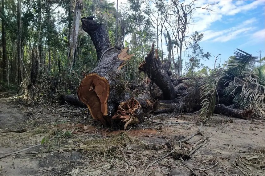 Proprietário de uma área devastada em Novo Progresso, sudoeste paraense, é preso.