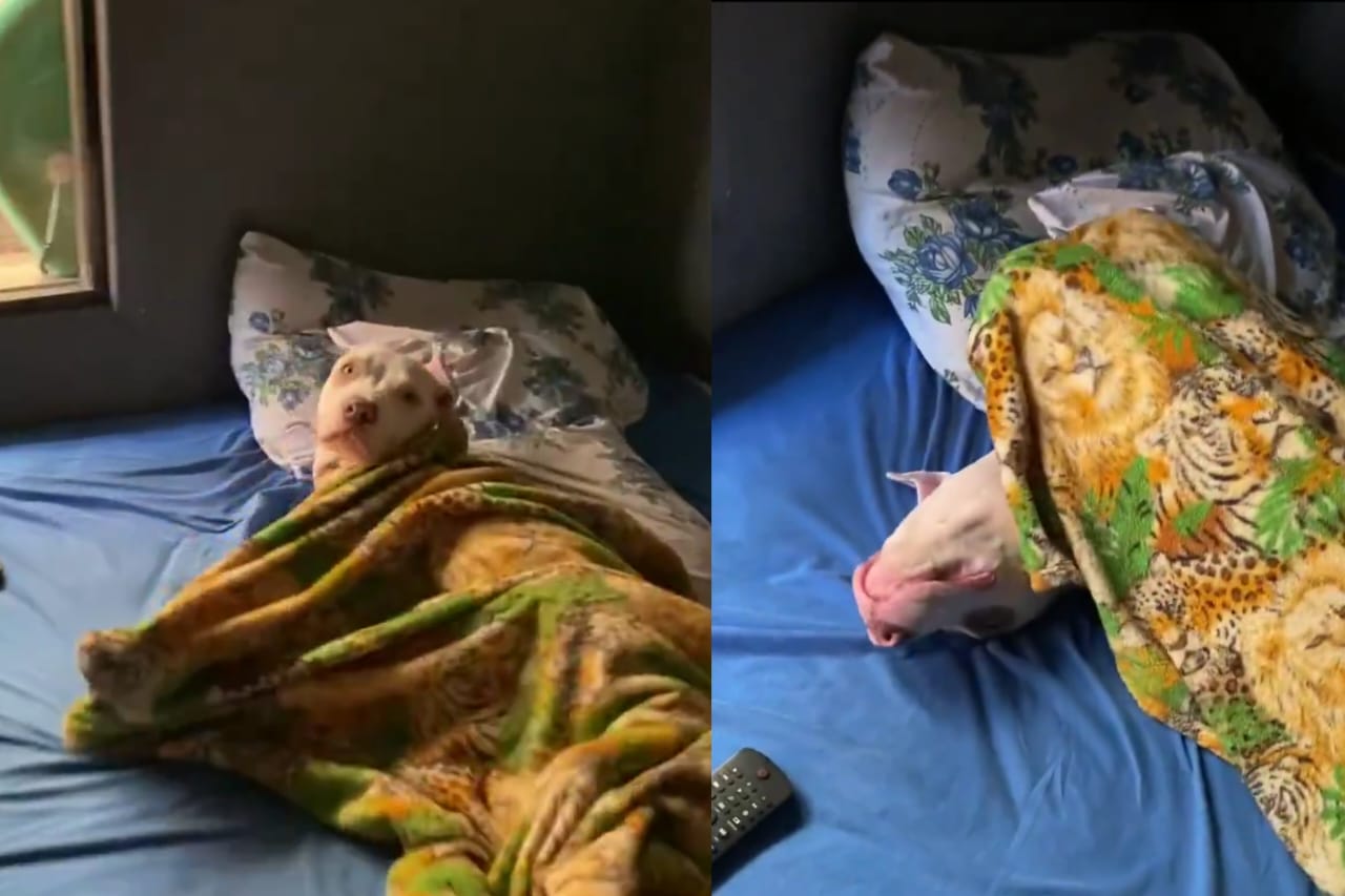 Imagem - Inusitado: doguinho é pego no flagra tirando soneca 'gente como a gente'; assista