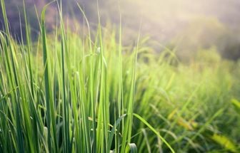 8 benefícios da erva-cidreira para a saúde