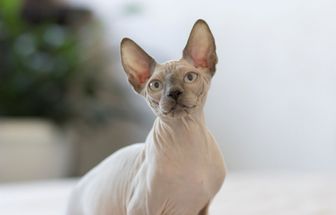 6 raças de gato sem pelo