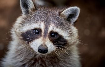 8 curiosidades interessantes sobre os guaxinins