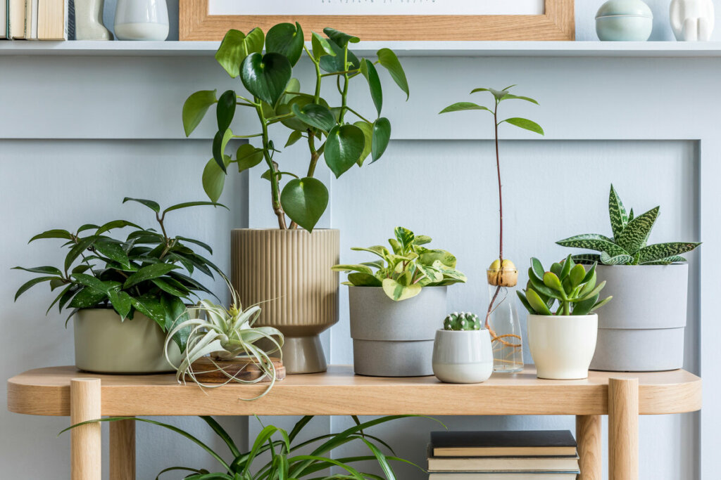 Antes de escolher a planta para o ambiente, é importante considerar fatores como luminosidade, ventilação e umidade (Imagem: Followtheflow | Shutterstock)