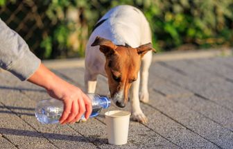10 dicas para ajudar animais de rua 