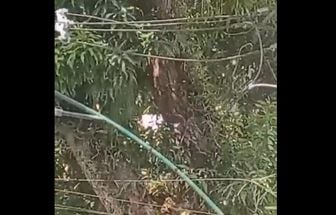 Vídeo: enxame de abelhas assusta pedestres na Avenida Nazaré em Belém