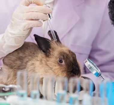Imagem - Lula sanciona lei que proíbe uso de animais em testes de cosméticos