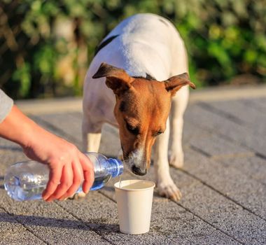 Imagem - 10 dicas para ajudar animais de rua 