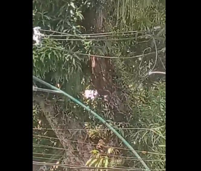 Enxame de abelhas assusta pedestres na Avenida Nazaré em Belém