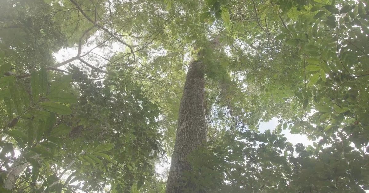 Pau-cravo, uma árvore nativa do Brasil