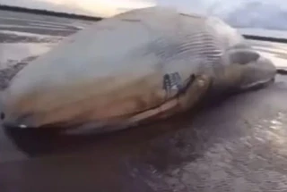 Baleia é encontrada morta em praia no município de Chaves, no Marajó