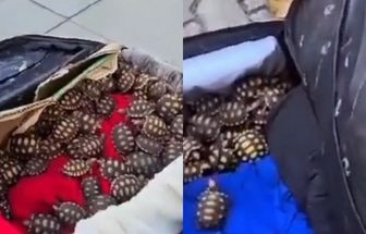 Vídeo: homem é preso com 600 filhotes de jabutis dentro de mala