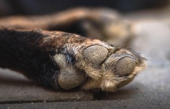 Cachorro é encontrado carbonizado no distrito de Icoaraci