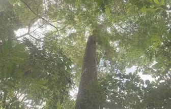 Árvore considerada quase extinta reaparece no Pará após 40 anos; veja qual é