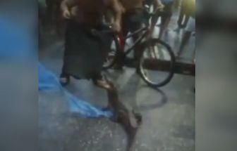 Vídeo: jacaré é capturado por moradores após temporal na Grande Belém