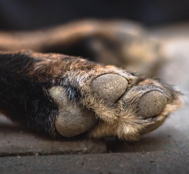 Imagem - Cachorro é encontrado carbonizado no distrito de Icoaraci