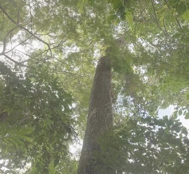 Imagem - Bioeconomia é aposta para viabilizar restauração florestal; entenda