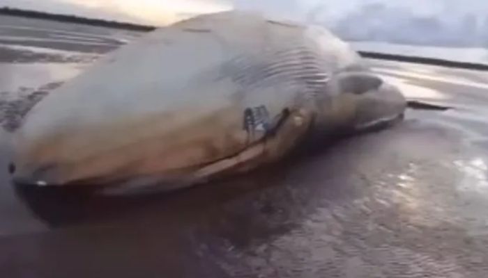 Imagem - Baleia é encontrada morta em praia no município de Chaves, no Marajó