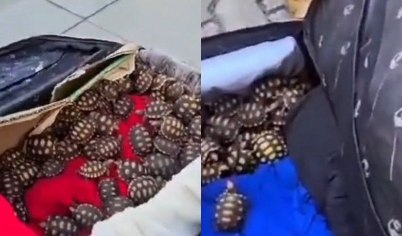 Os jabutis estavam sendo levados de Feira de Santana (BA) para Duque de Caxias, na Baixada Fluminense. 