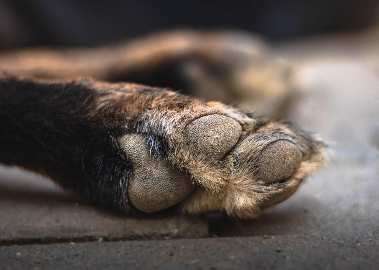 Pata de cachorro.