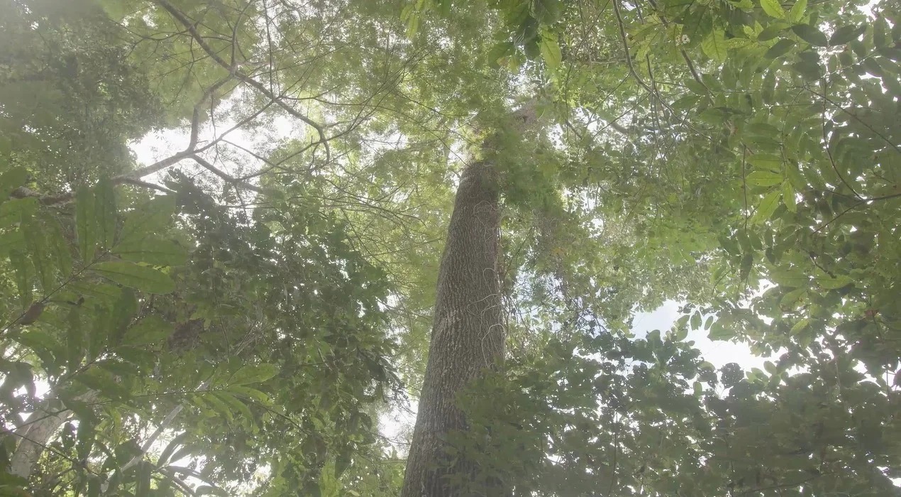 Imagem - Árvore considerada quase extinta reaparece no Pará após 40 anos; veja qual é