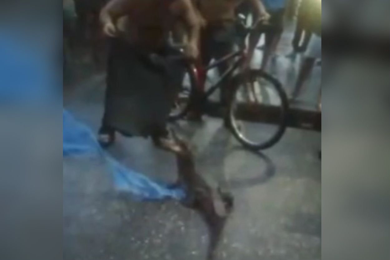 Um jacaré apareceu em uma rua do bairro Jaderlândia, em Ananindeua, após forte temporal.