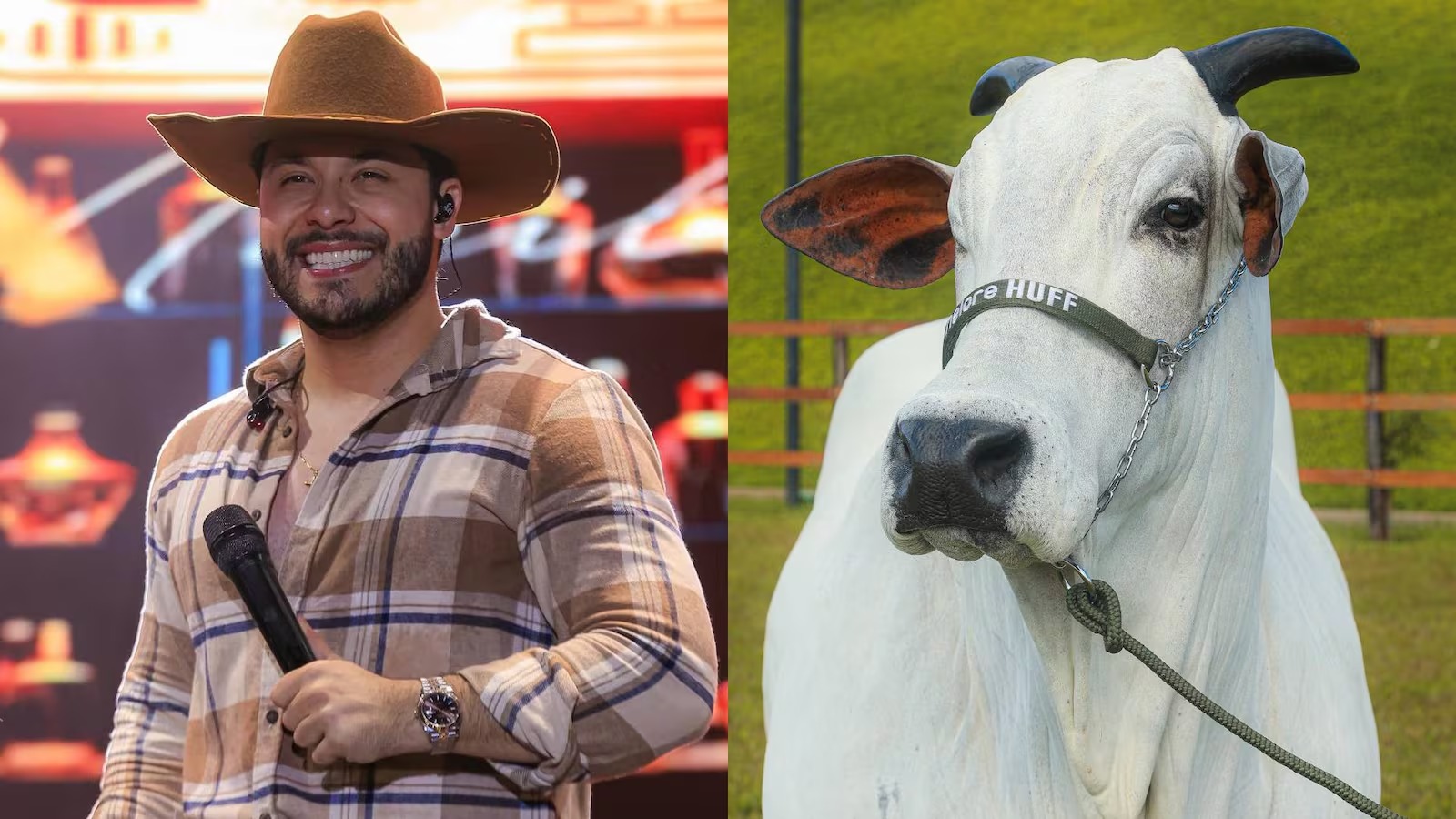 Imagem - Murilo Huff arremata em leilão vaca avaliada em R$ 17,2 milhões, em São Paulo