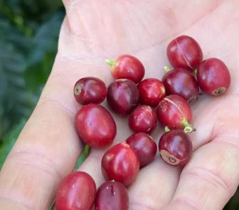 Imagem - China habilita 183 empresas brasileiras a exportar café para o país