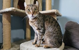 4 características do gato da raça highlander 