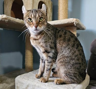 Imagem - 4 características do gato da raça highlander 
