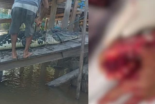 Jacaré é capturado após atacar pescador em Anajás, no Marajó