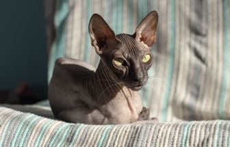 7 cuidados importantes com gatos sem pelos 