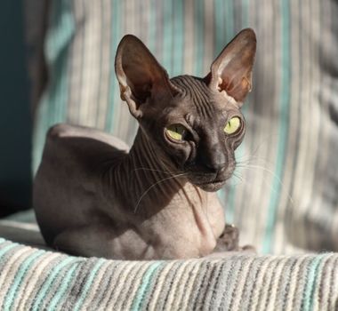 Imagem - 7 cuidados importantes com gatos sem pelos 