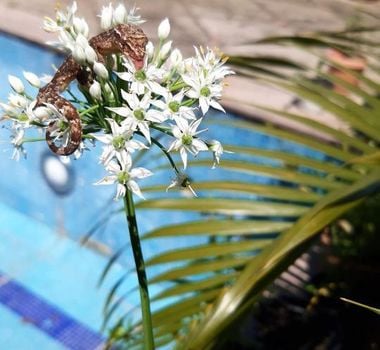 Imagem - Lagartixa exótica que consome néctar é documentada em Belém