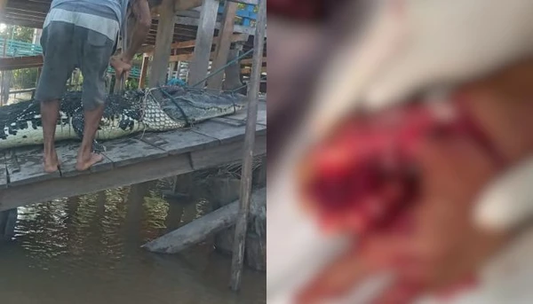 Jacaré é capturado após atacar pescador em Anajás, no Marajó