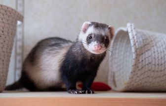 7 curiosidades interessantes sobre os furões 