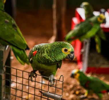 Imagem - Polícia do Rio resgata 90 aves silvestres que seriam vendidas em feira