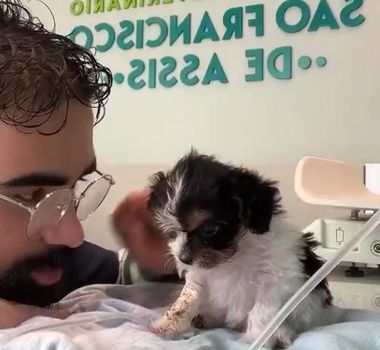 Imagem - Veterinário emociona ao confortar cadelinha durante internação; assista