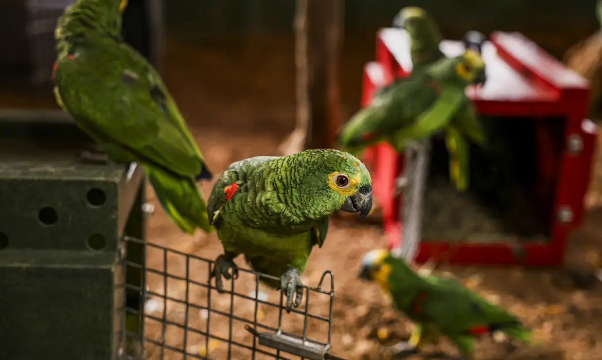 Imagem - Polícia do Rio resgata 90 aves silvestres que seriam vendidas em feira