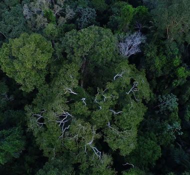 Imagem - Brasil tem o desafio de elevar financiamento para florestas na COP30, em Belém