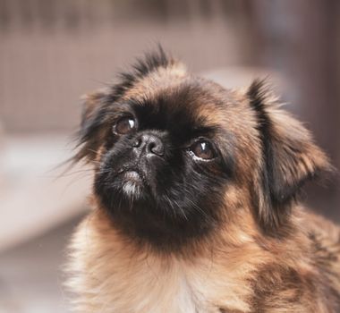Imagem - 9 raças de cachorro com o focinho curto 