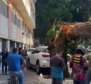 Imagem - Vídeo: mais de 100 imóveis ficam sem energia após queda de árvore em Belém