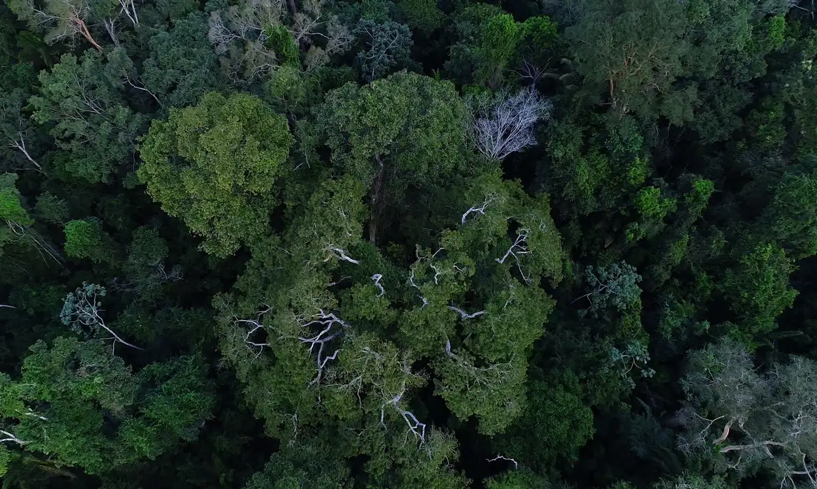 Imagem - Brasil tem o desafio de elevar financiamento para florestas na COP30, em Belém