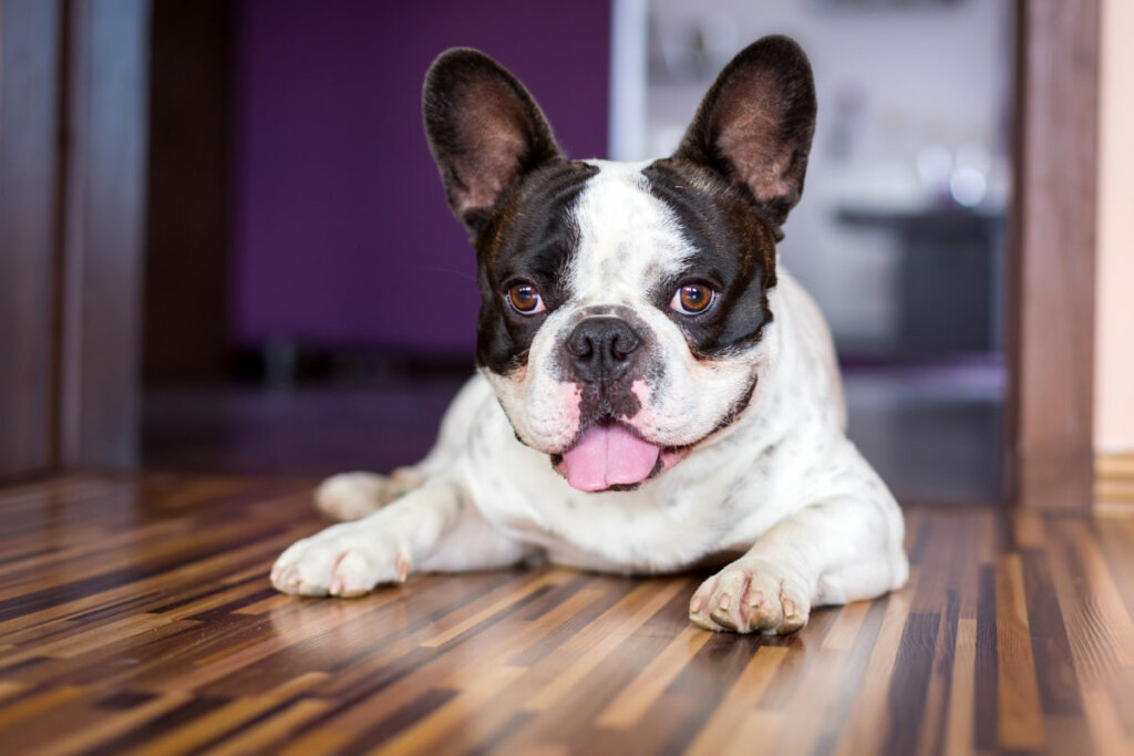 A respiração do buldogue francês é limitada, necessitando de atenção no calor (Imagem: Patryk Kosmider | Shutterstock)