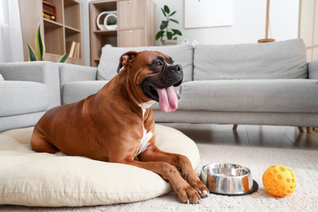 O boxer exige cuidados em dias quentes e durante atividades físicas intensas (Imagem: Pixel-Shot | Shutterstock)