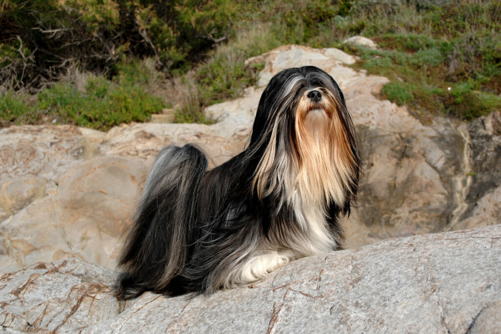 O lhasa apso é sensível ao calor e deve viver em ambientes frescos (Imagem: Ricantimages | Shutterstock)