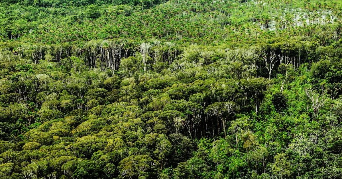 Pará registrou a menor área recoberta por alerta de desmatamento da última década.