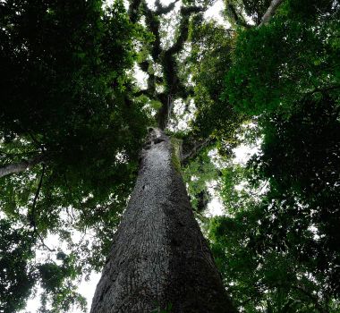 Imagem - Lula sanciona lei do licenciamento ambiental com 63 vetos